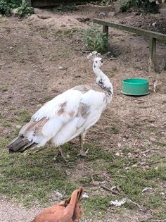 Pfau Henne Silverscheck