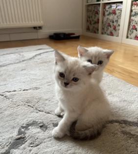 Abgabe bereite BKH blue point kitten Nur 1 männlich übrig