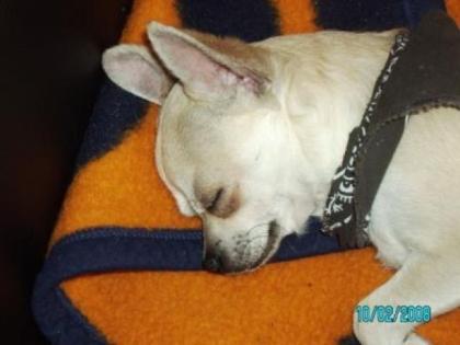 Mini Chihuahua Tajsson 11 Monate