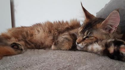 Maine Coon Braun Tortie