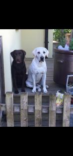 Verkaufe schöne Labrador Welpen