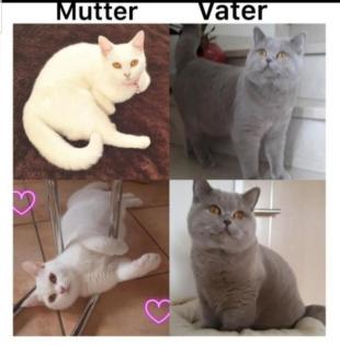 Bkh Kitten
