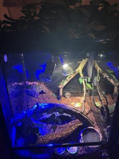 2 Baby-Kornnatter-Schlangen Terrarium Zubehör
