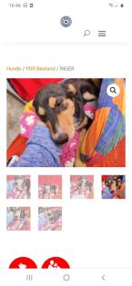 Tolle Welpen, Junghunde Hundesenioren