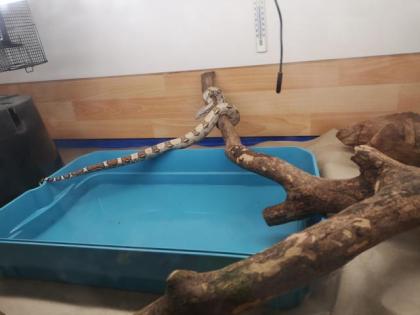 Boas suchen ein neues zu Hause