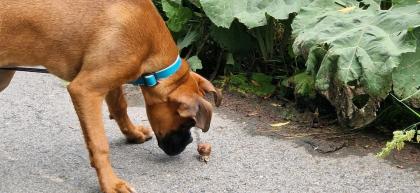 Hundebetreuung hin und wieder