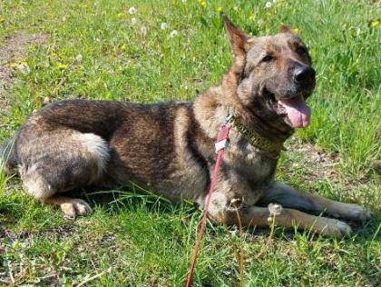 Deutscher Schäferhund in Liebe Hände abzugeben