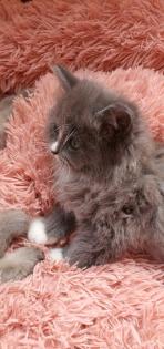 Reinrassig sibirische waldkatze, neva, Maine Coon, siam, perser, bkh