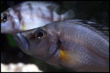 Tanganjika- u. Malawibuntbarsche abzugeben Tropheus, Frontosa, Brichardi, Yello