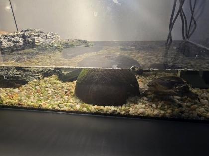 Mosschusschildkröte Charly