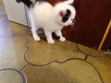 Katzenbabys abzugeben