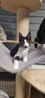 Maine coon kitten suchen ein Zuhause