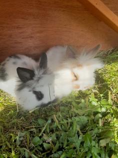 Löwenkopfzwergkaninchen