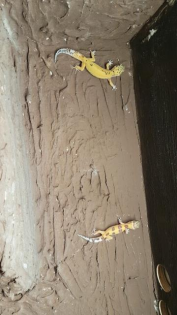 Leopardengeckos zu verkaufen