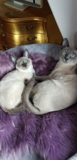 Siam / Thai Kitten Blue Point, Babys, Kätzchen. 1 Junge. Abgabebereit.