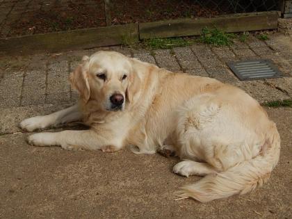 Wurfankündigung Golden Retriever Welpen