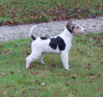 Drahthaar Foxterrier Welpe.
