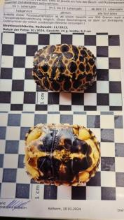2 Strahlenschildkröten, Astrochelys Radiata NZ 23 Weibchen Je 490, -