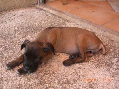 Cane Corso Welpe