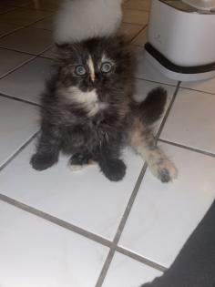 Zwei Perser Kitten suchen ein liebevolles Zuhause