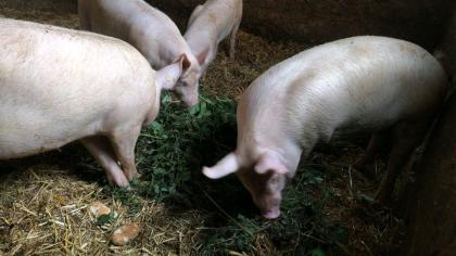 Strohschweine