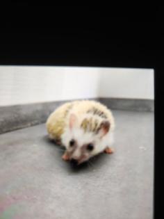 2 Weißbauchigel suchen ein neues zu Hause