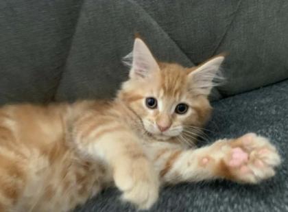 Wunderschöne reinrassige XXL Maine Coon Red Tabby Red White Tabby Katzen Kitten