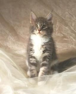 Maine Coon Blue Silber Junge