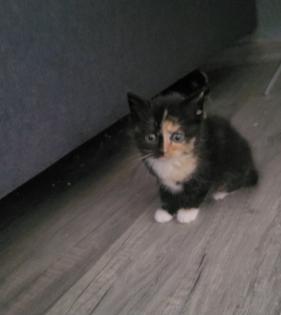 Katzenbabys zu verkaufen