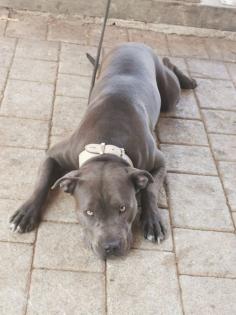 Ganz tolle Familienhündin, American Bully -Mix