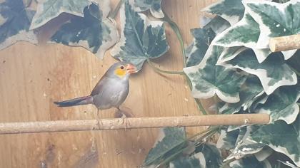 Orangebäckchen Pärchen