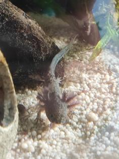 Axolotl jungtiere suchen ein neues Zuhause