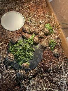 Nachwuchs griechische Landschildkröten abzugeben