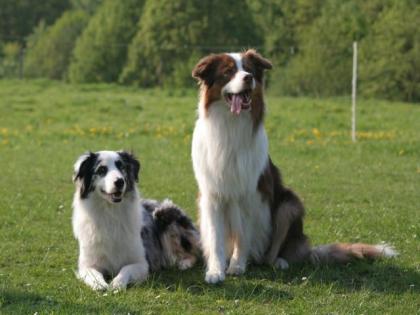 AUSTRALIAN SHEPHERD WURFANKUENDIGUNG FEBRUAR 2021