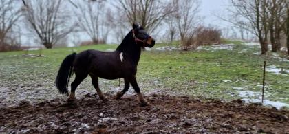 Lewitzer-Mix Wallach