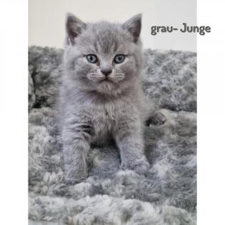 Kitten ab Oktober abzugeben