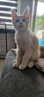 Maine coon kitten suchen ein Zuhause