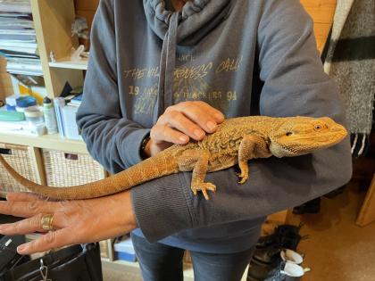 Farbbartagame orange geb. 2017