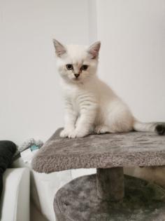 Bkh kitten männlich
