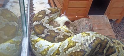 Heller Tigerpython python molurus molurus pimbura