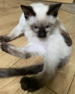 Siam Katzen Kitten, 2 Kater vollständig geimpft