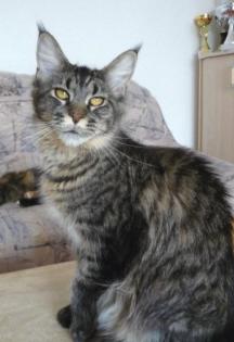 2 schöne Maine Coon Mädchen suchen ihr Glück auf Lebenszeit