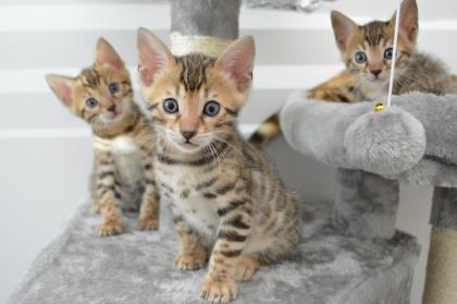 Bengalkitten mit Stammbaum