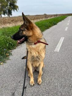 Trixie liebt kuscheln und Spaziergänge