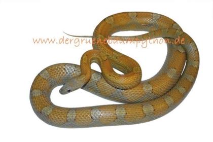 Kornnattern 0. 1 Caramel Motley 1. 0 HypoBloodred abzugeben