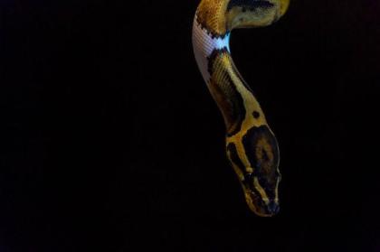 Königspython Piebald 0. 1 Weibchen