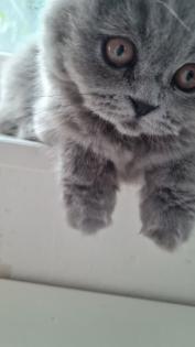 Blh katze kitten mit impfheft