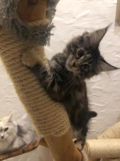 Reinrassige Maine Coon Kitten mit Stammbaum sind auf der Suche.
