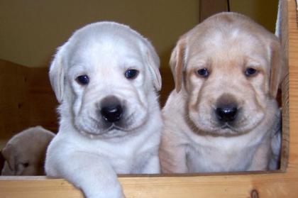 Labradorwelpen