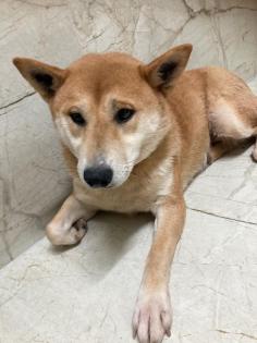 Imako sucht ein Traumzuhause